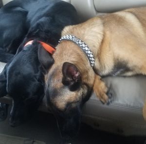 Meet your Posher, Cheryl roger